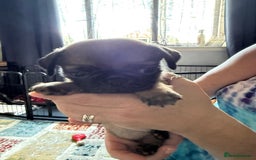 Pug dogs for sale: Pug puppies *READY NOW!!* - Image 19