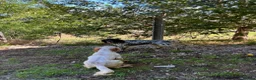 English Setter dogs for adoption: Beltza - Advert 12