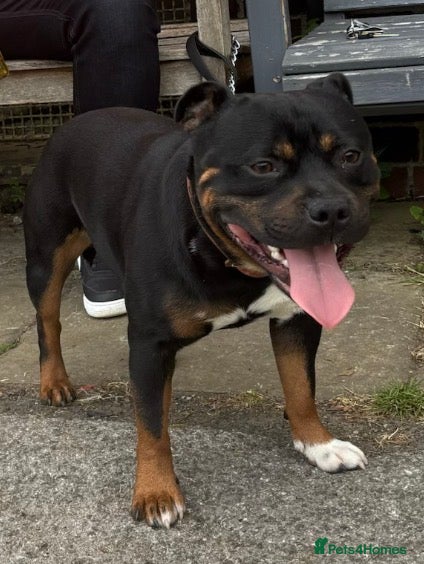 Staffordshire Bull Terrier dogs Show quality Brindle boys - last available £1300 - Advert 2