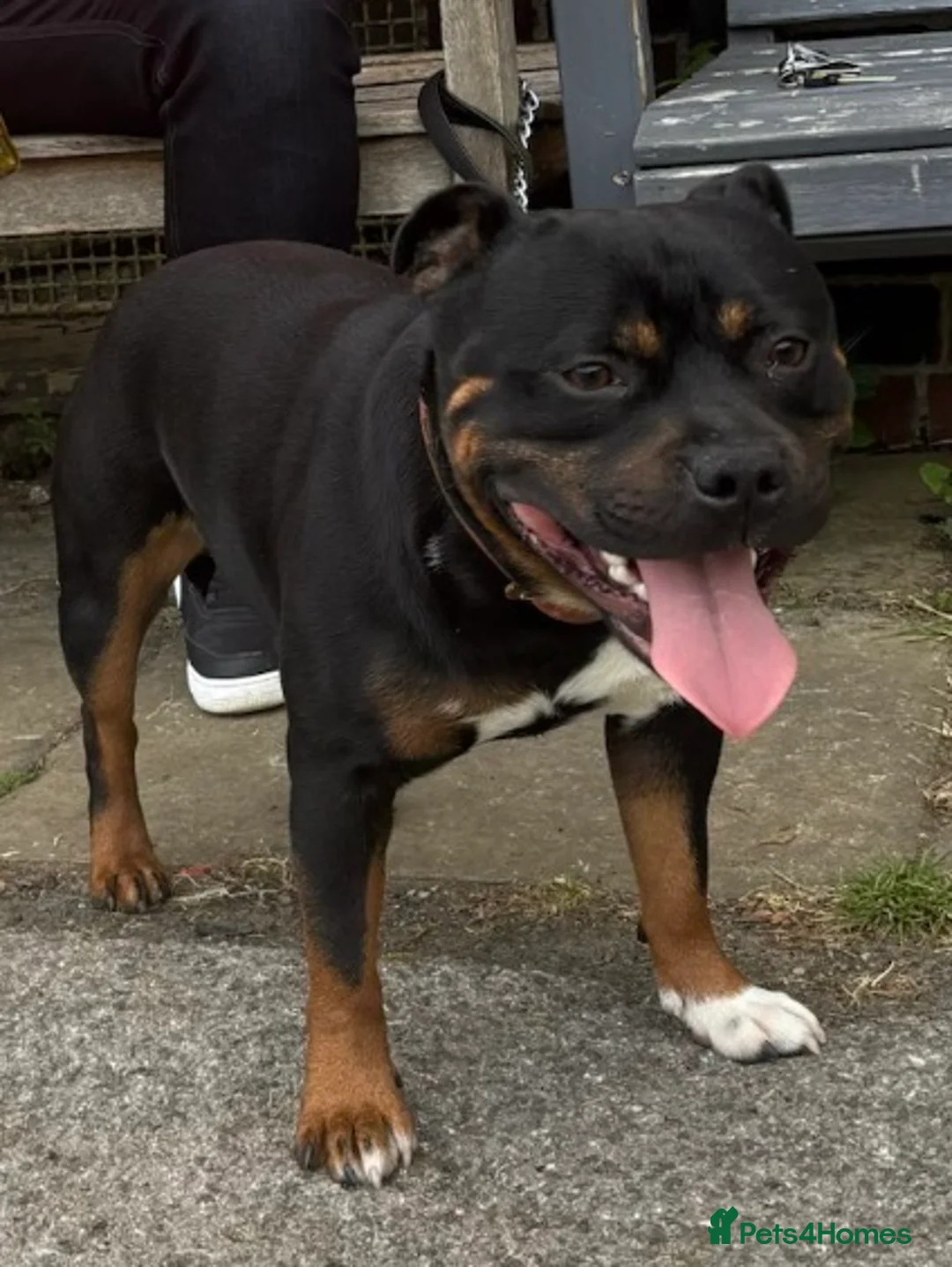 Staffordshire Bull Terrier dogs for sale: Show quality Brindle boys - last available £1300 - Advert 2