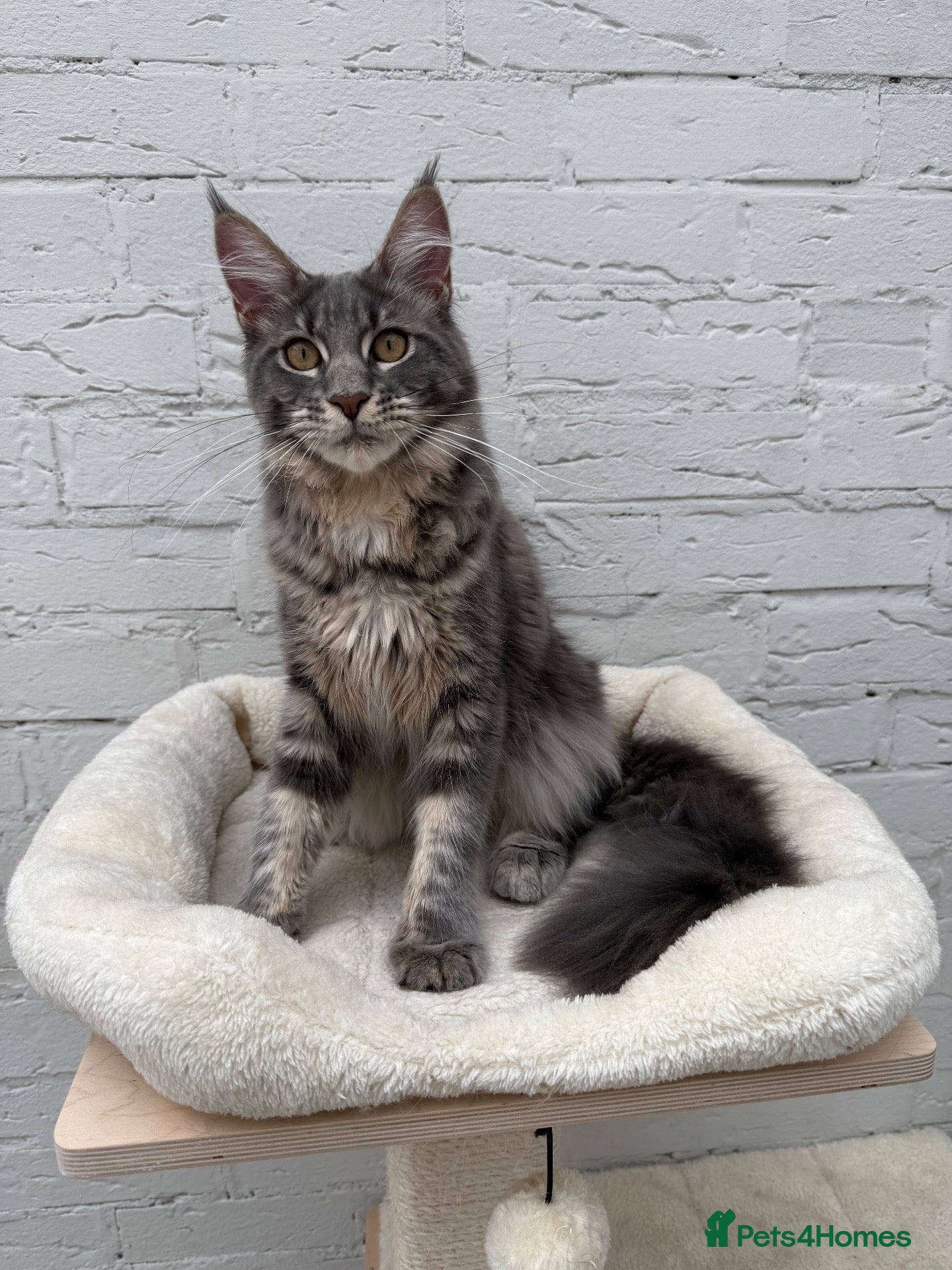 Maine Coon cats TICA Registered Pedigree Blue Silver Maine Coon - Advert 1
