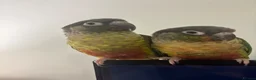 Conures birds for sale: Bonded pair of yellow-sided conures - Advert 5