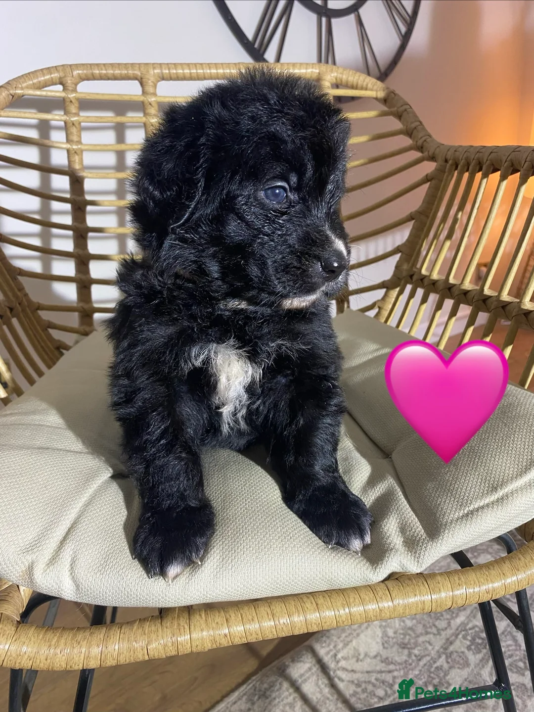 Mixed Breed dogs for sale: Golden Bernese Puppies 🖤🤍🤎 - Advert 21