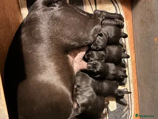 Labrador Retriever dogs Black Labrador Puppies - Advert 1