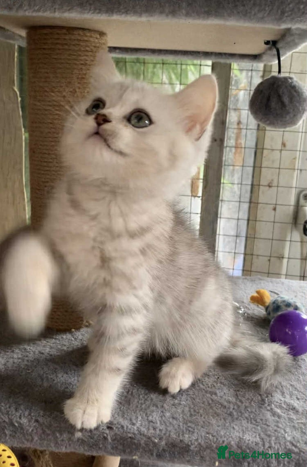 British Shorthair cats for sale: BSH quality Silvers - Advert 13