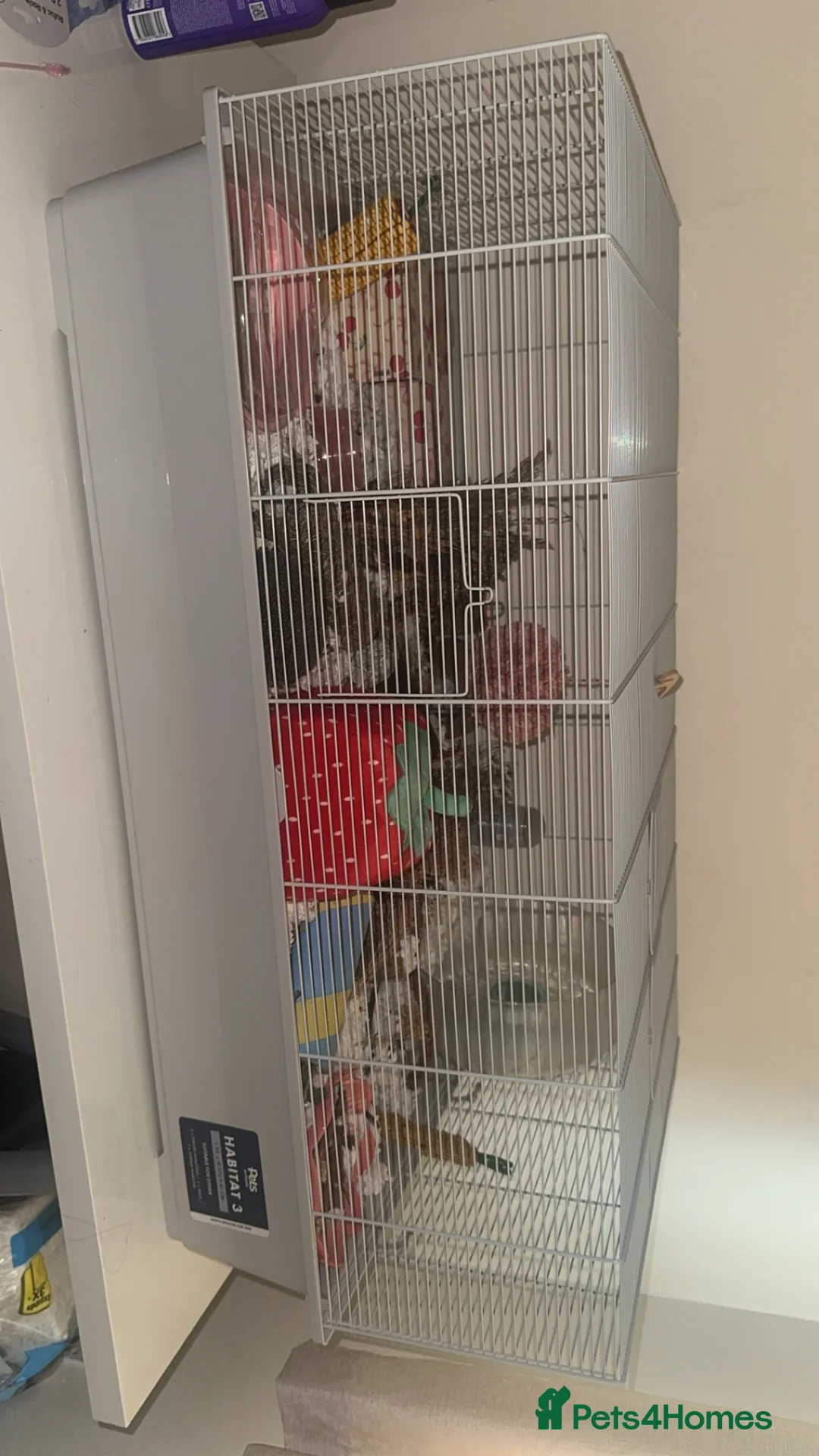 Hamster rodents for sale: Robrovski hamster with full setup - Advert 1
