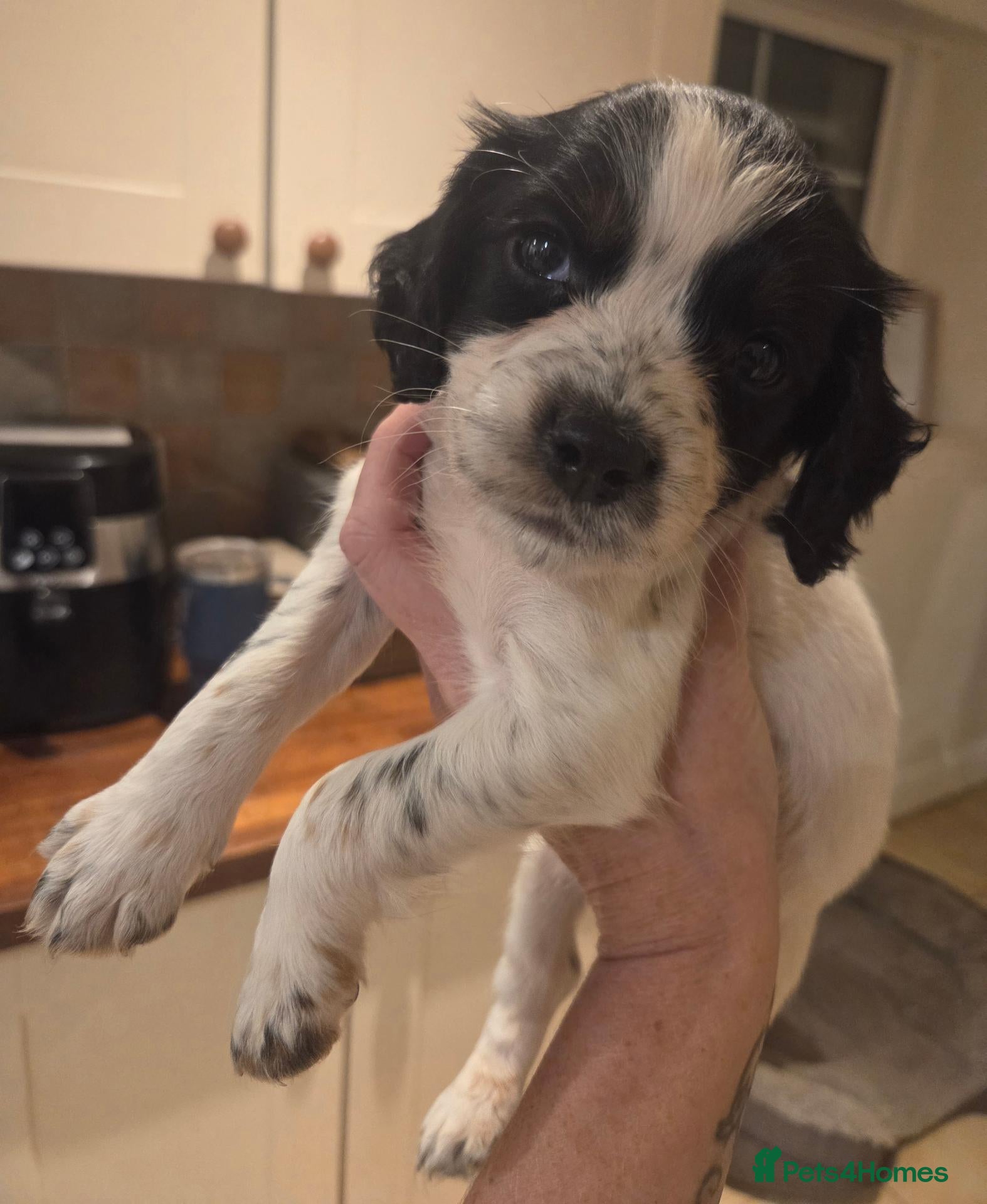 Cocker Spaniel dogs Kc/health tested boys  - Advert 2