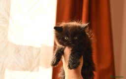 British Longhair cats for sale: 4 British Longhair x Persian Chinchilla Kittens  - Image 11