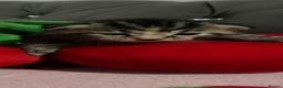 Bengal cats for sale: Bengal kittens mixed litter beautiful rare coats - Advert 8