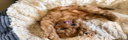 Cavapoo dogs for sale: Extensively health tested Toy F1 Cavapoo puppies - Advert 7