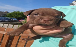 American Bully dogs for sale: Pocket Bully puppies - Image 5