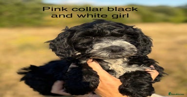 Cockapoo dogs - Advert 15
