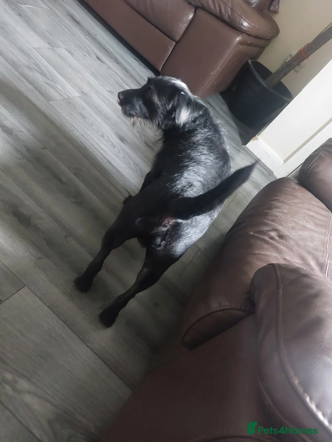 Patterjack dogs for sale: Shadow in Blackburn - Advert 7