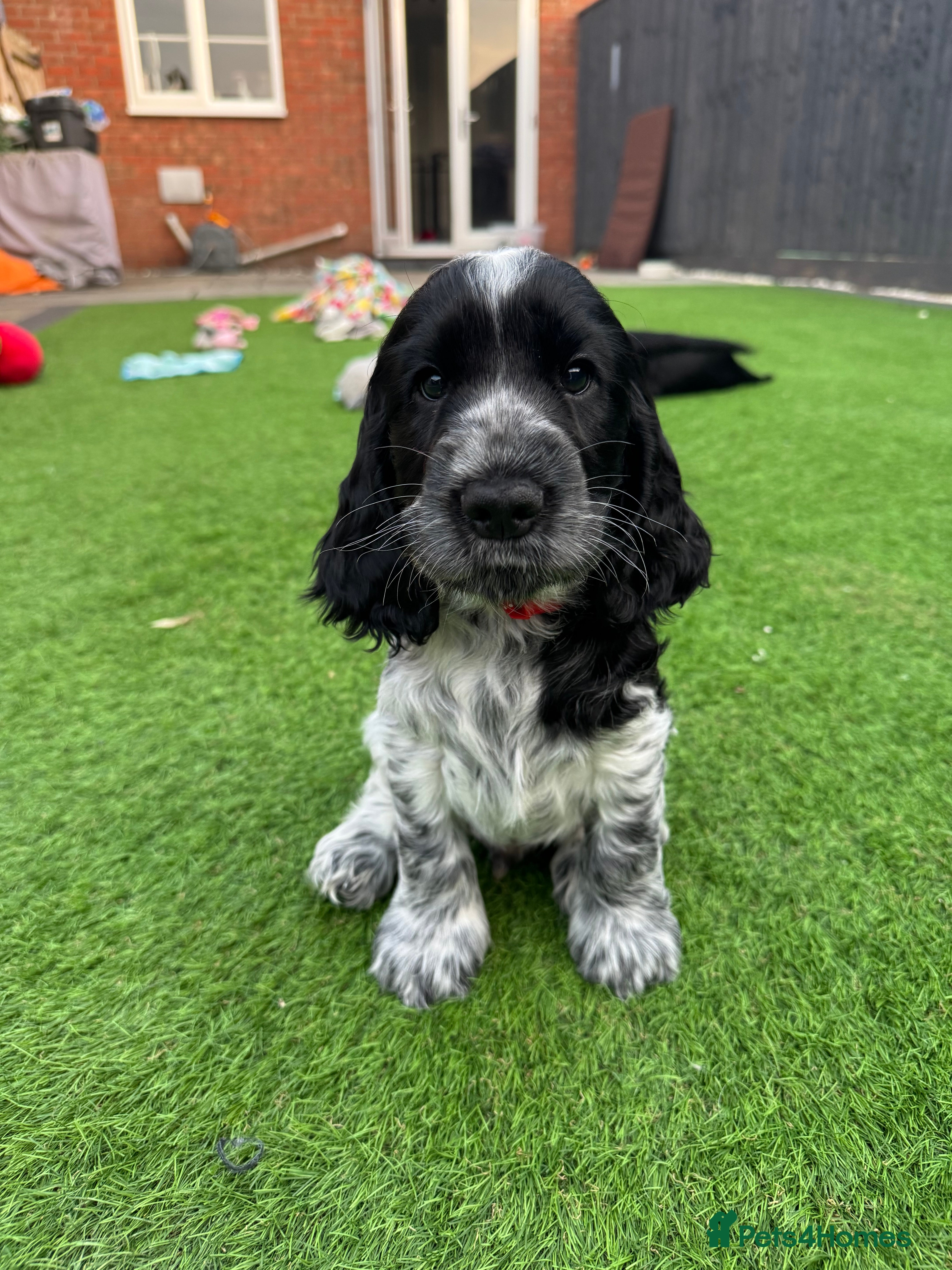Cocker Spaniel dogs Adorable show cocker spaniel puppies - Advert 2