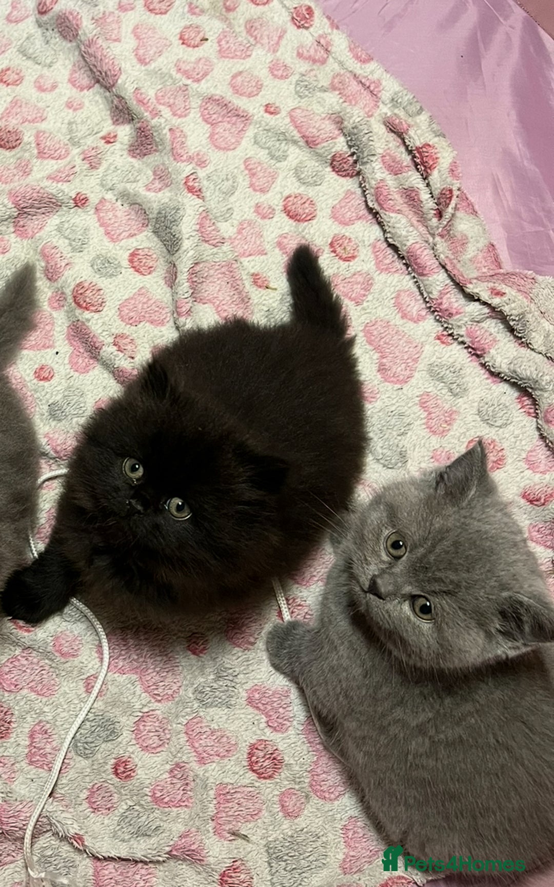 British Shorthair cats for sale: British Shorthair kittens - Advert 4