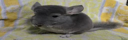 Chinchilla rodents for sale: Male and female violet wrap and grey chinchillas - Advert 3