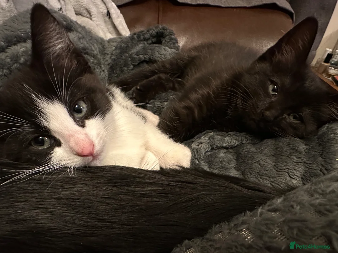 Mixed Breed cats for sale: Adorable kittens needing loving forever homes 🐾 - Advert 2