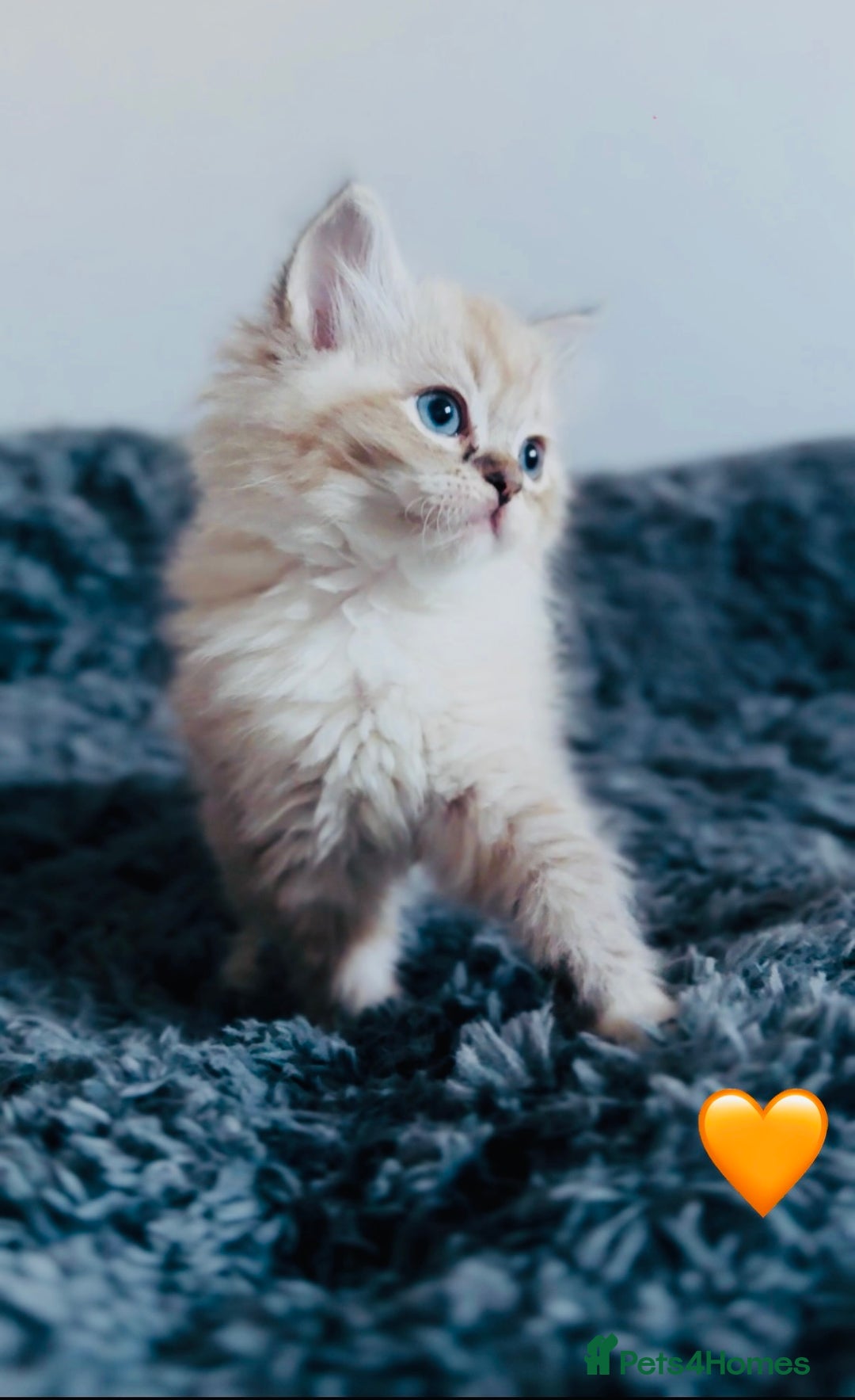 Ragdoll cats for sale: 🩷🐾Tica full Pedigree🐾EU Ragdoll 🐱🐾DNA Clear - Advert 17