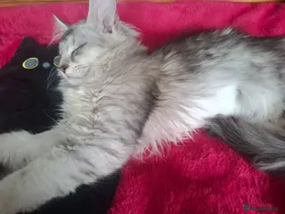 Maine Coon cats Tica Registered Maine Coon Kittens - Advert 12