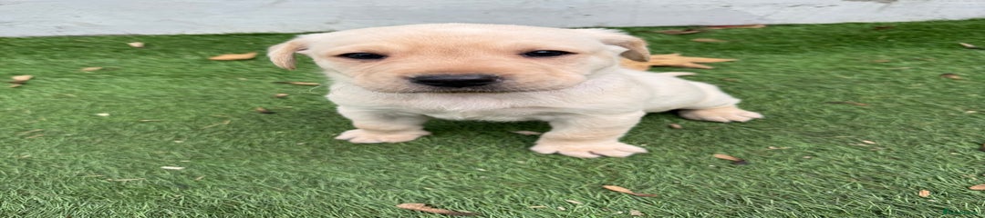 Labrador Retriever Puppy 1 