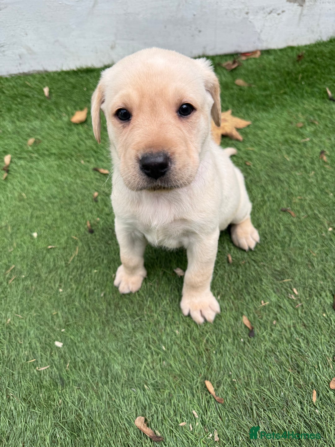 Labrador Retriever dogs for sale: Black pedigree Labradors only 3 girls available  - Image 20