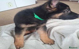 German Shepherd dogs for sale: BEAUTIFUL GERMAN SHEPHERD PUPS READY NOW - Image 34