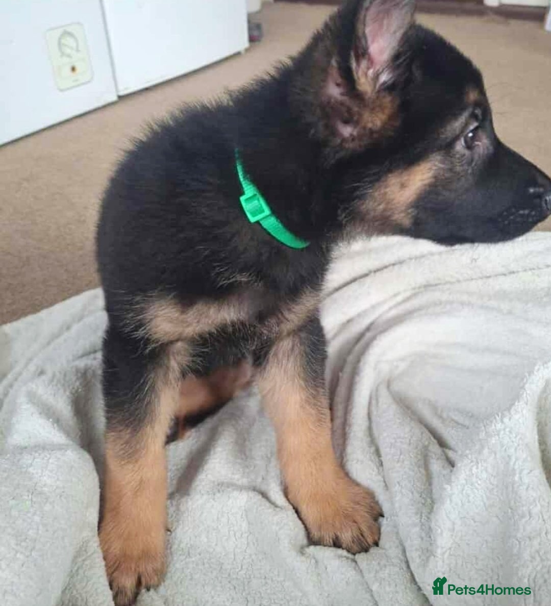 German Shepherd dogs for sale: BEAUTIFUL GERMAN SHEPHERD PUPS READY NOW - Image 34