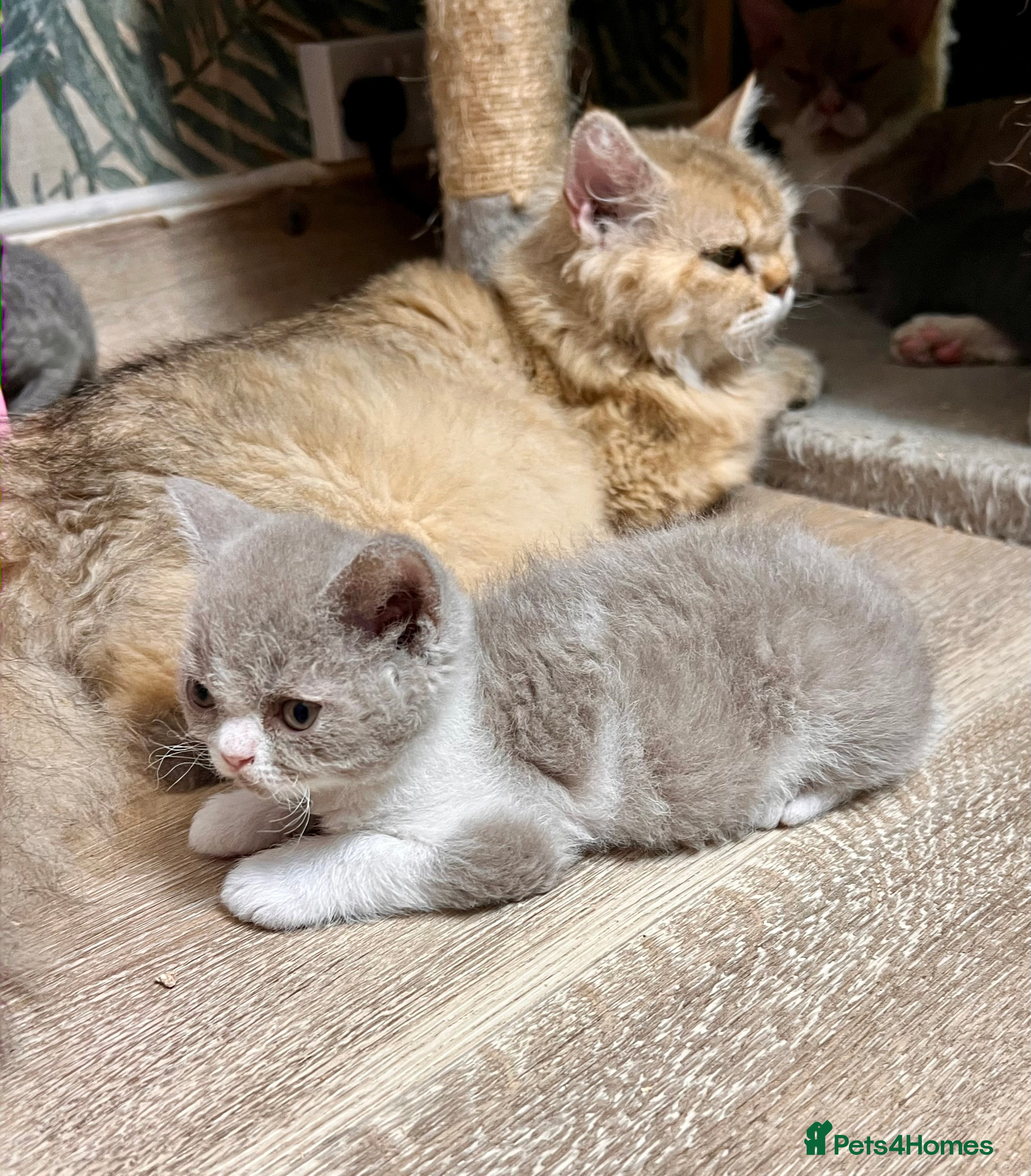 Selkirk Rex cats Gorgeous Selkirk rex kittens 😻 - Advert 2