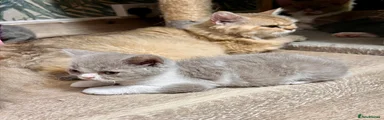 Selkirk Rex 6