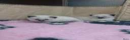 Ragdoll cats for sale: Blue and seal point ragdolls ❤️ - Advert 9