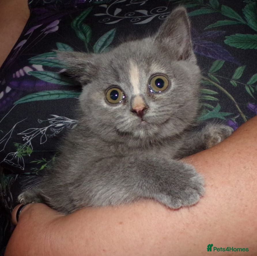 British Shorthair cats 💜 Precious Litter Of BSH Kittens 💜 - Advert 1
