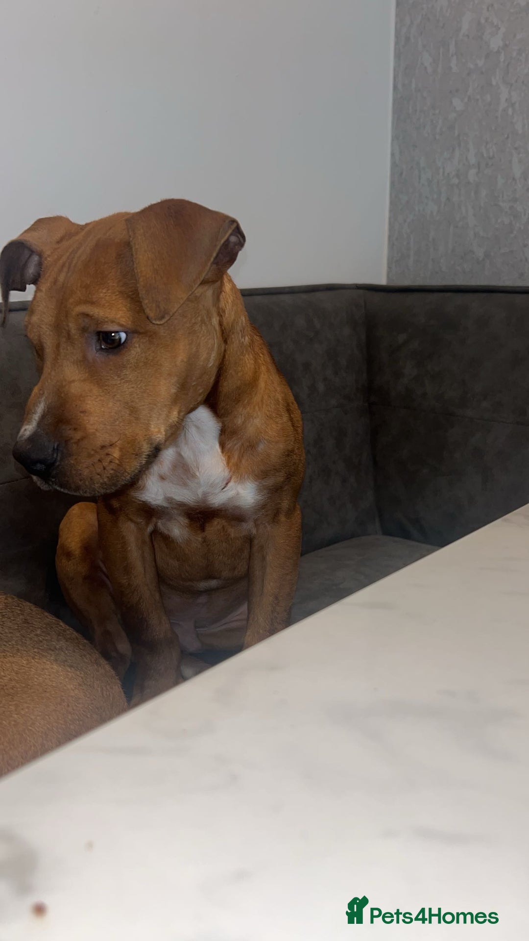 Staffordshire Bull Terrier dogs for sale: Staffordshire bull terrier  - Advert 3