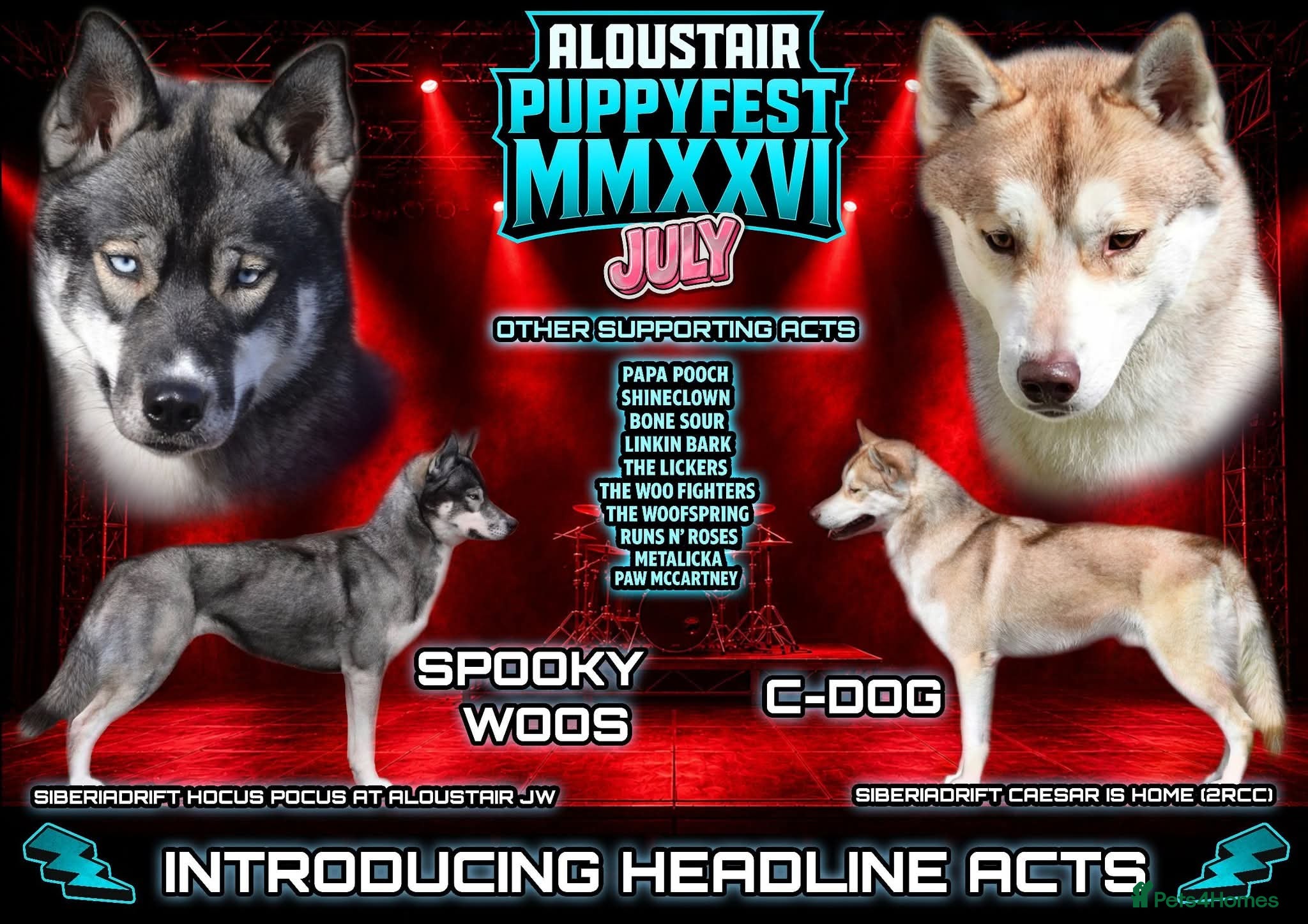 Siberian Husky dogs KC registered Siberian husky puppies - Advert 7