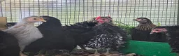 Chickens poultry for sale: Chicks looking for new homes  - Advert 13