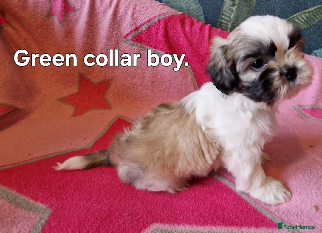 Shih Tzu dogs for sale: Miniature Shih-tzu's  - Advert 36