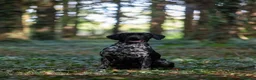 German Shorthaired Pointer dogs for stud: KC registered GSP For Stud - Advert 16