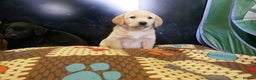 Labrador Retriever dogs for sale: ADORABLE LABRADOR PUPPIES KC REGISTERED - Advert 20