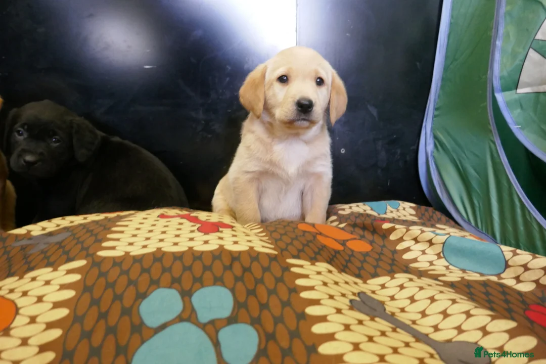 Labrador Retriever dogs for sale: ADORABLE LABRADOR PUPPIES KC REGISTERED - Advert 20