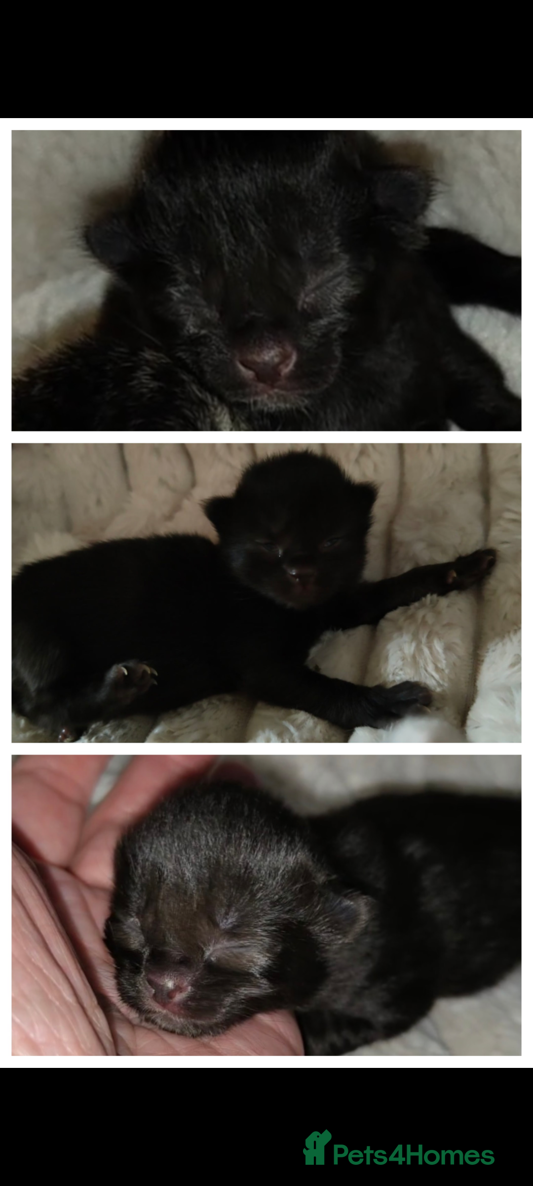 British Longhair cats for sale: Neutered black male kitten called 'Beef' - Advert 4