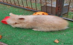 Lionhead rabbits for sale: Beautiful Double Maned Lionhead Babies - Image 2