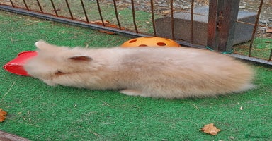 Lionhead rabbits - Advert 10