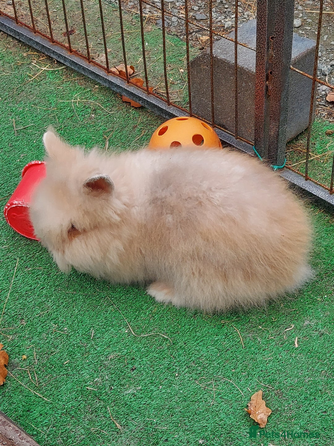 Lionhead rabbits for sale: Beautiful Double Maned Lionhead Babies - Image 2