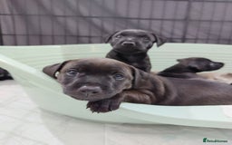 Patterdale Terrier dogs for sale: Patterdale pups - Image 17