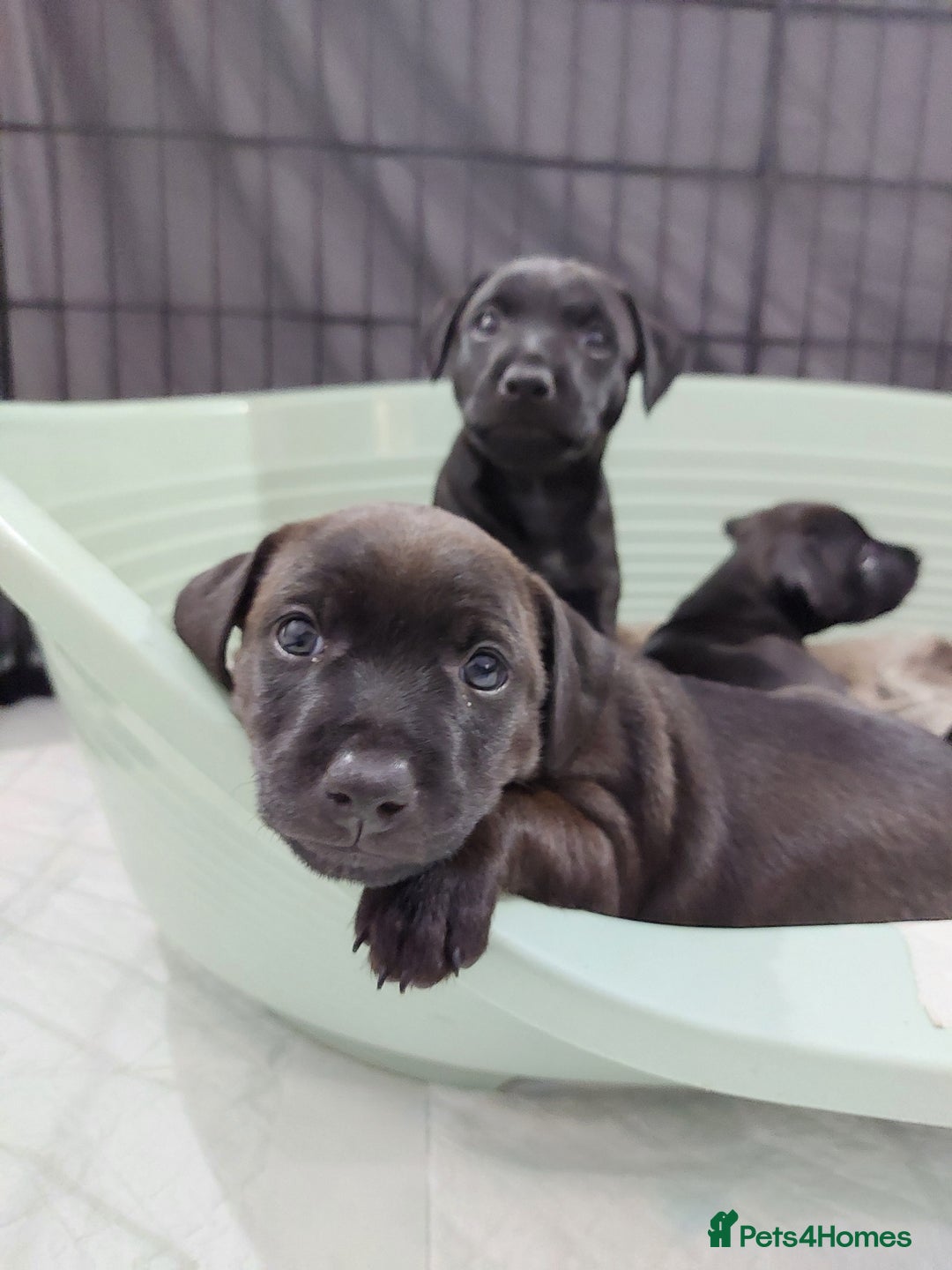 Patterdale Terrier dogs for sale: Patterdale pups - Image 17