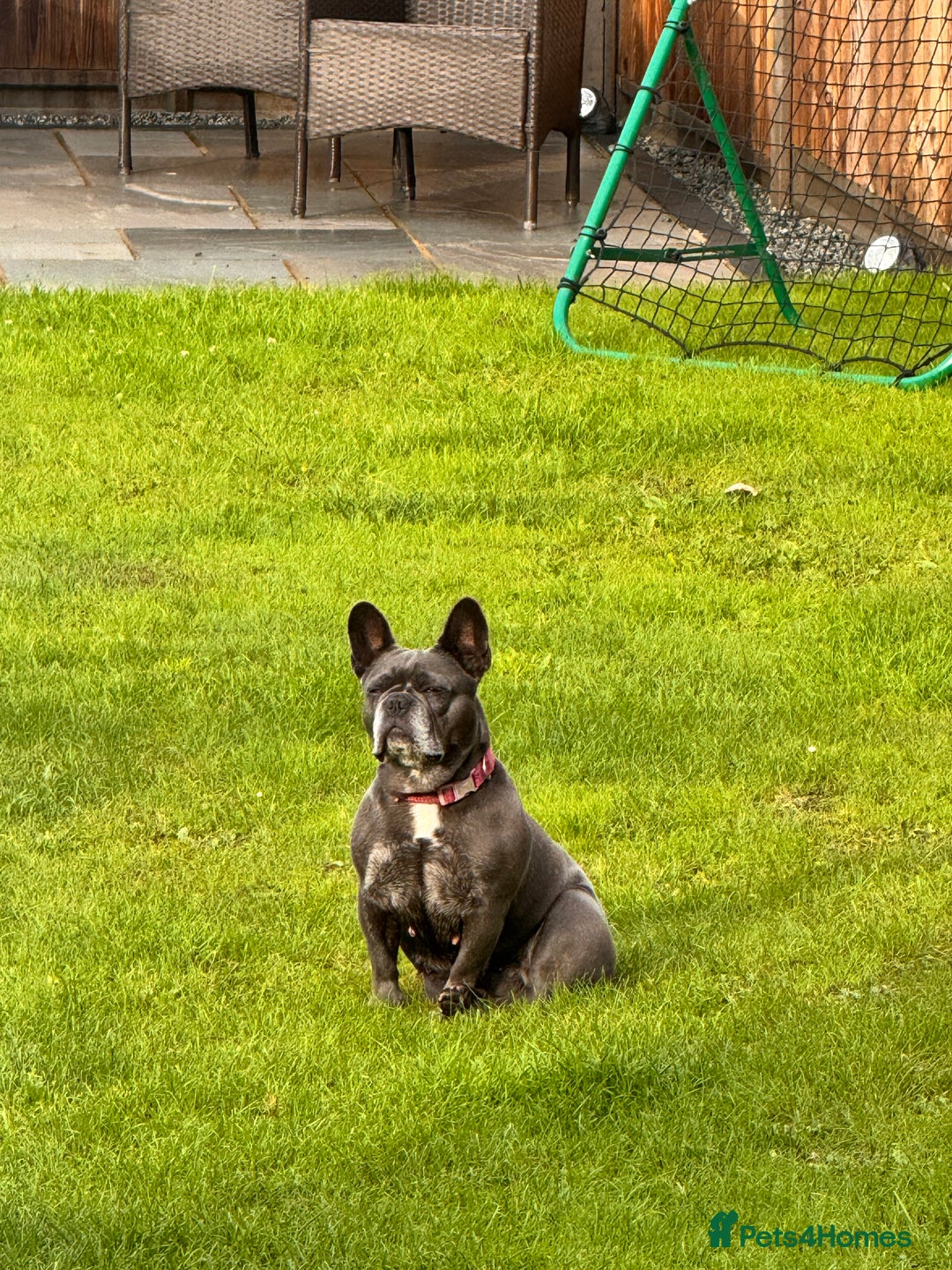 French Bulldog dogs for sale: French bull dog 7 years old  - Advert 3