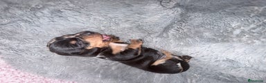 Miniature Dachshund Puppy 2