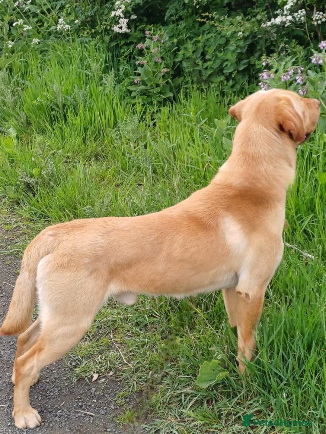 Labrador Retriever dogs for sale: Labrador Pups from Health Tested Parents. - Image 8