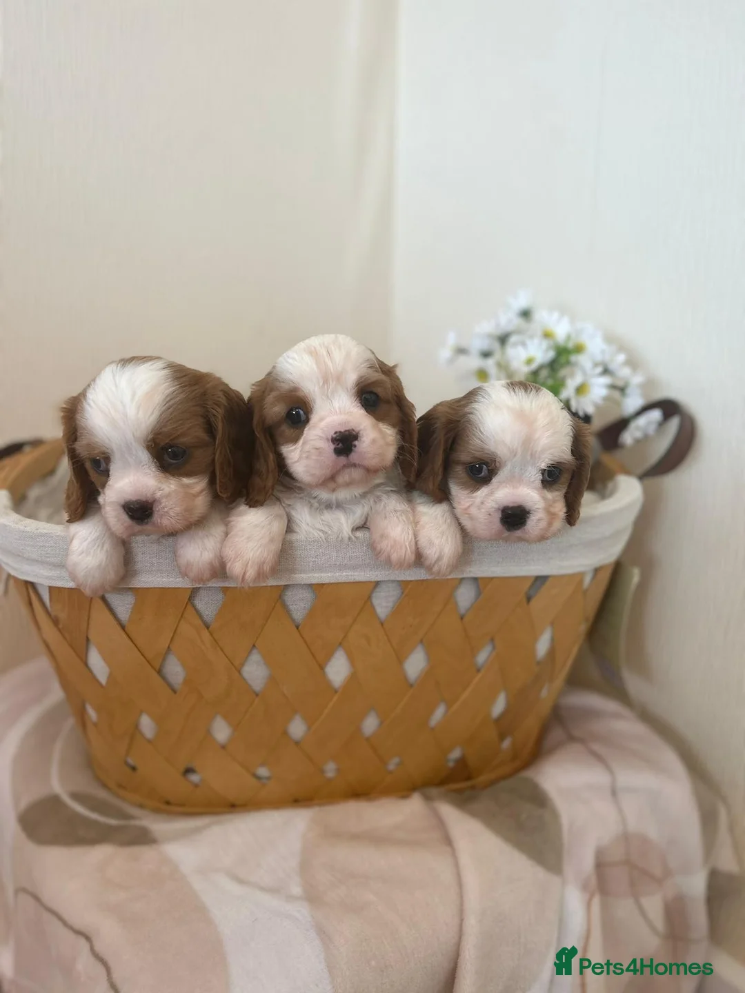 Cavalier King Charles Spaniel dogs for stud:  HEALTH TESTED kc cavalier king charles for stud  in Bedford - Advert 4
