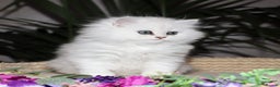 Persian cats for sale: Stunning Chinchilla Persian Kittens-Ready to go 💕 - Advert 8