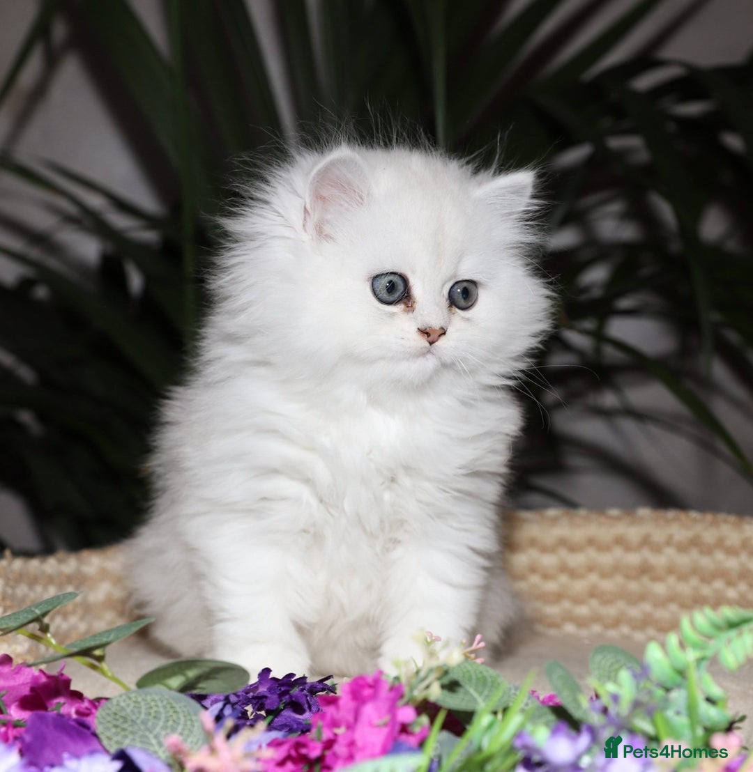 Persian cats for sale: Stunning Chinchilla Persian Kittens-Ready to go 💕 - Advert 8